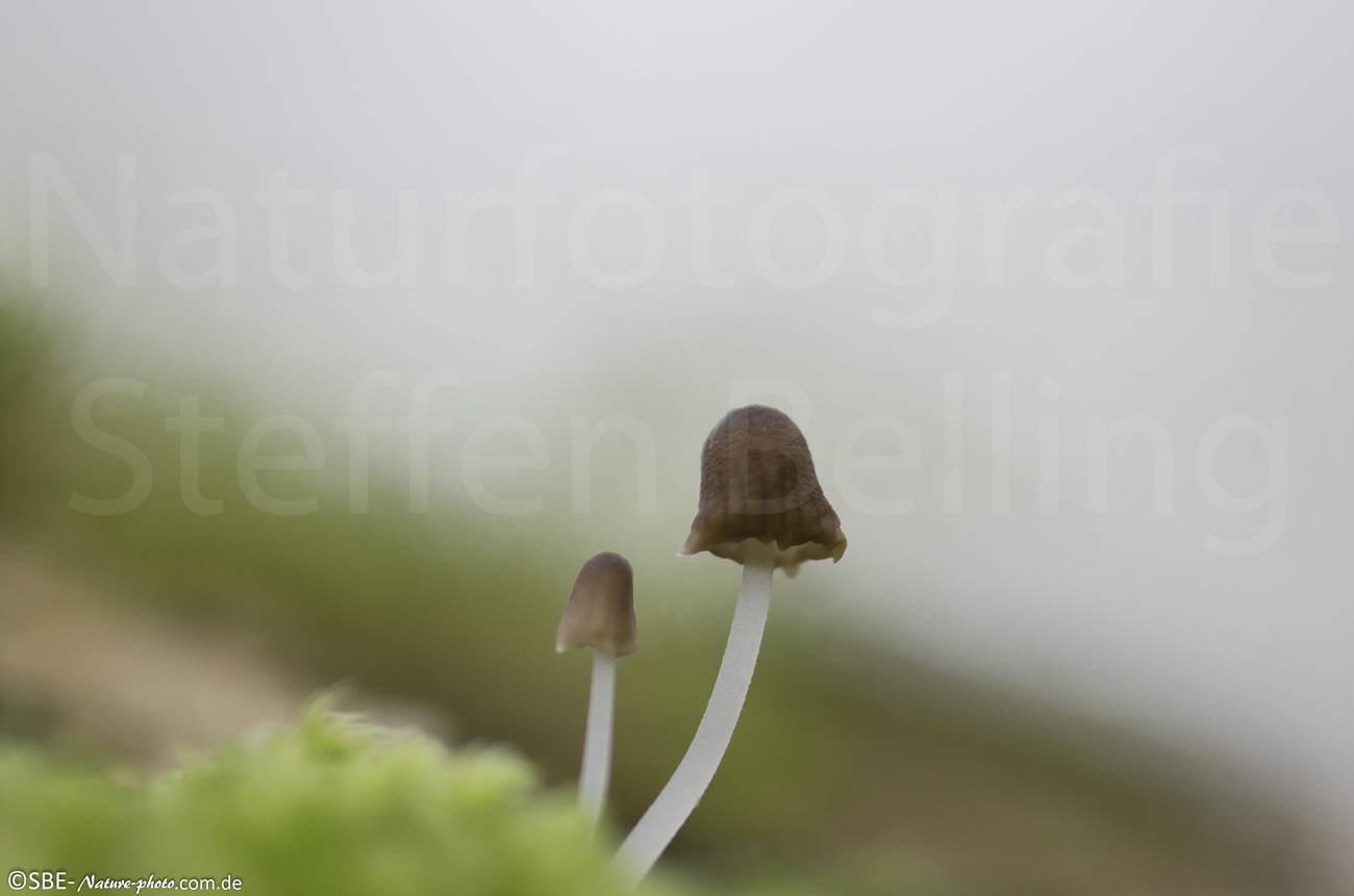 _IGP6162